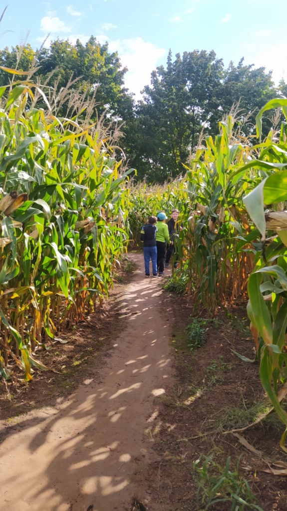 V kukuřičném bludišti